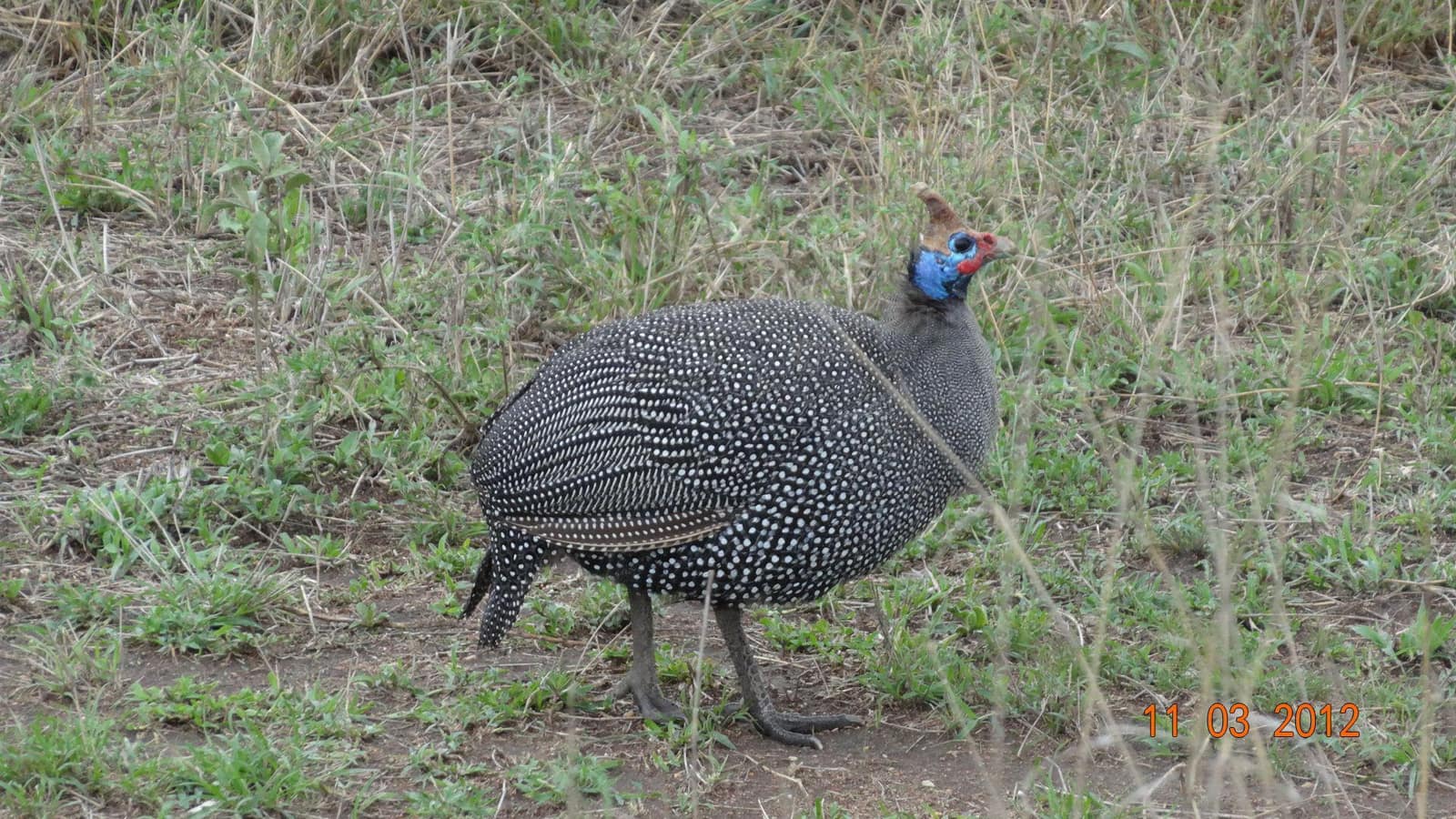 5-Day Safari — photo 5