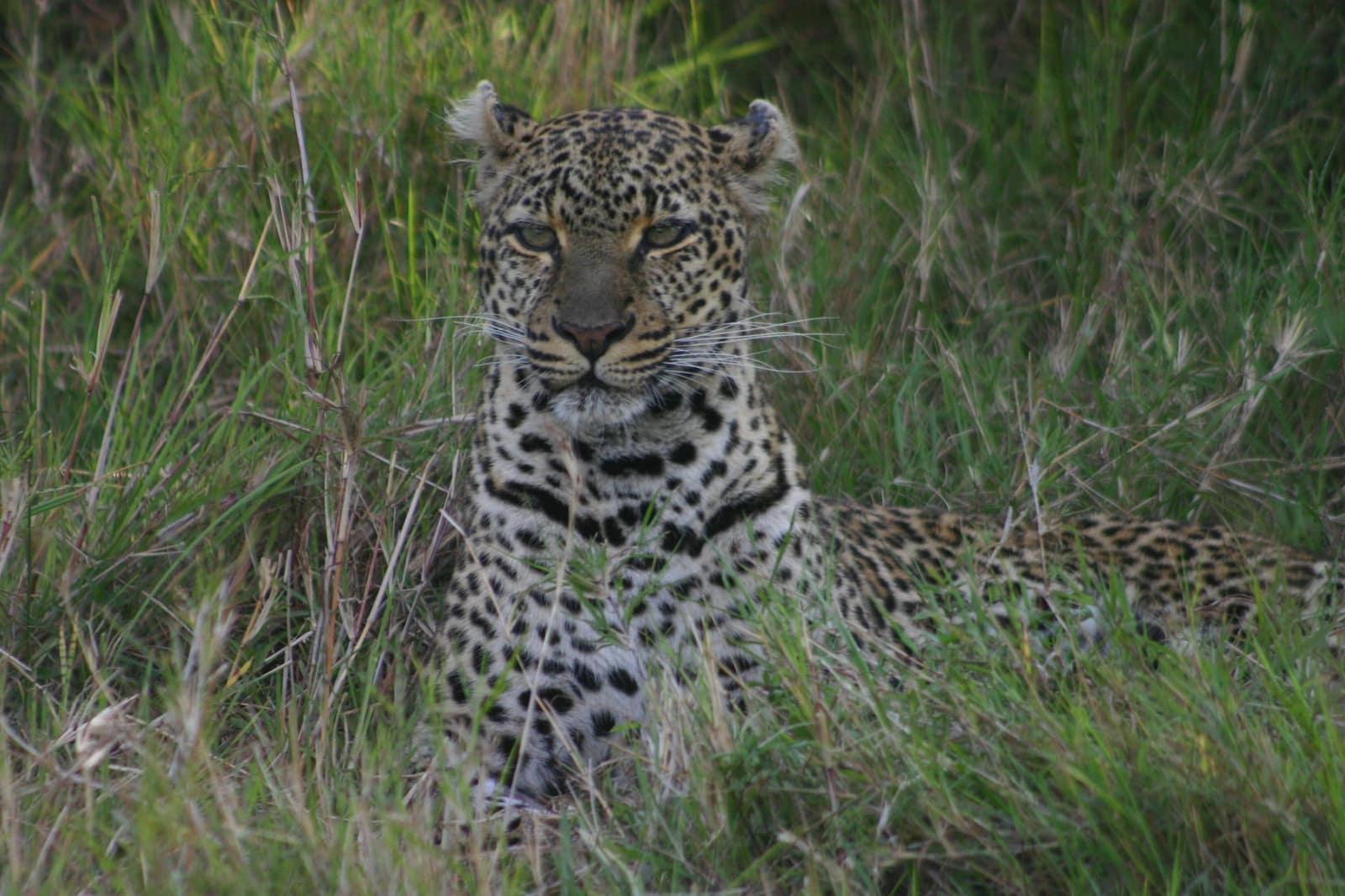 7-Day Migration Safari — photo 2