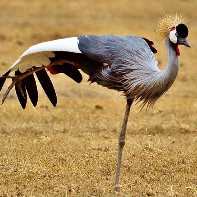 7-Day Migration Safari — photo 5
