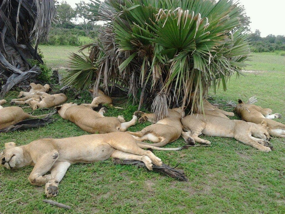 3-Day Safari — photo 5