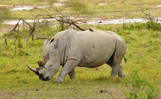 7-Day Migration Safari — photo 4
