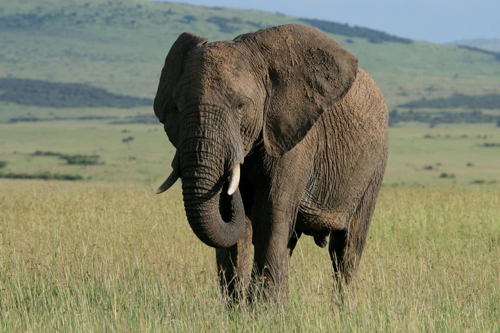 5-Day Luxury Safari