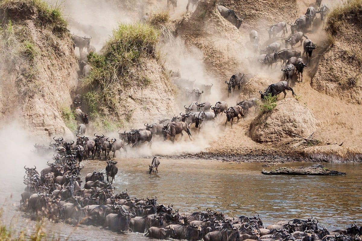 7-Day Migration Safari
