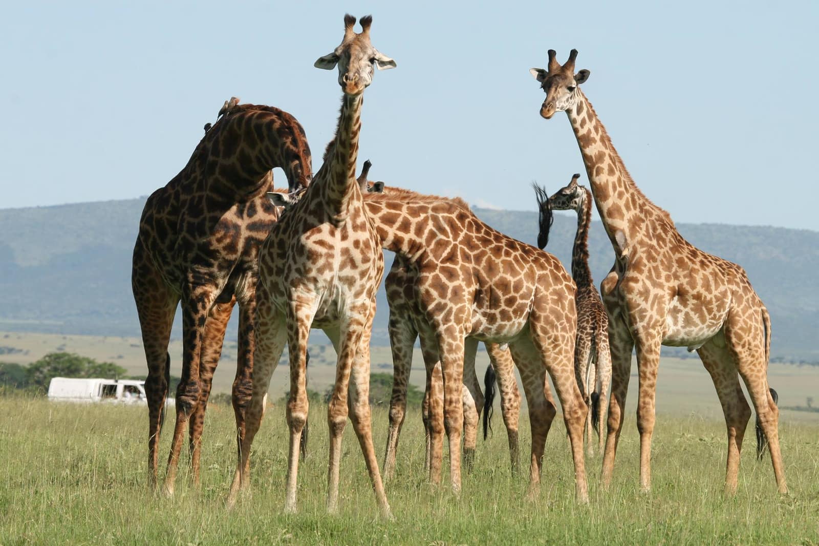 9-Day Northern Safari