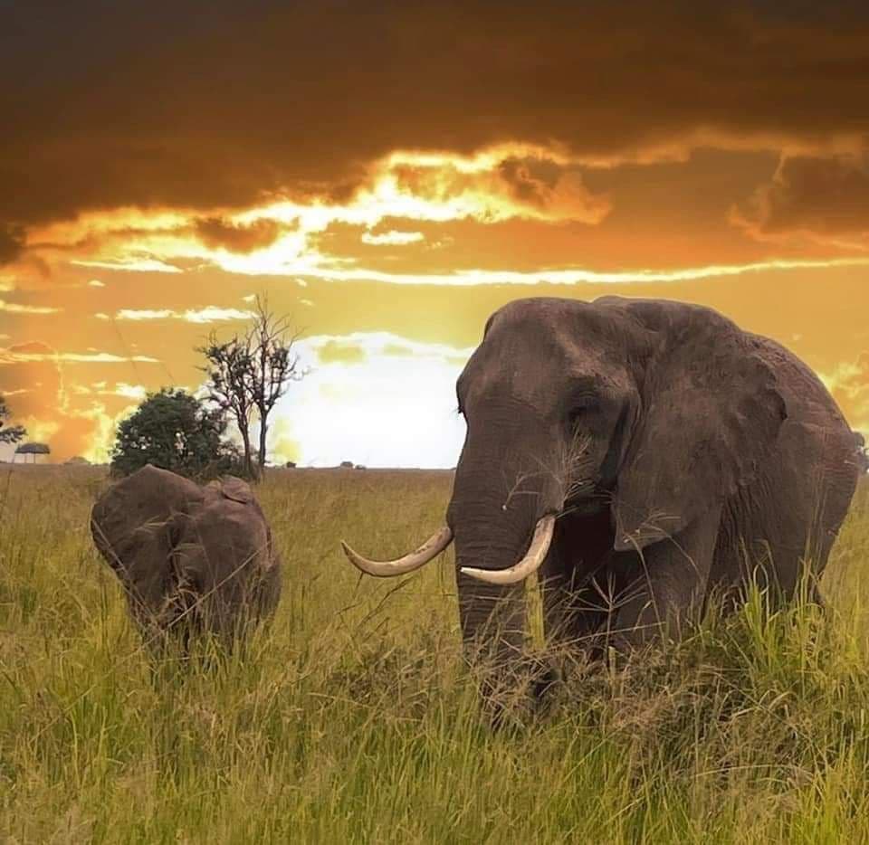 5-Day Safari & Culture