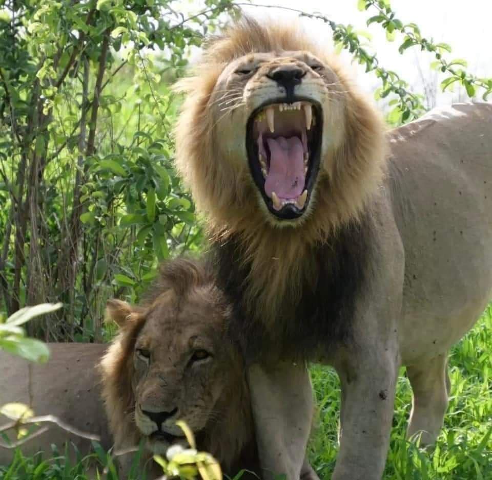 6-Day Northern Safari