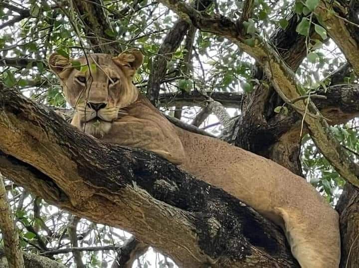 9-Day Northern Safari