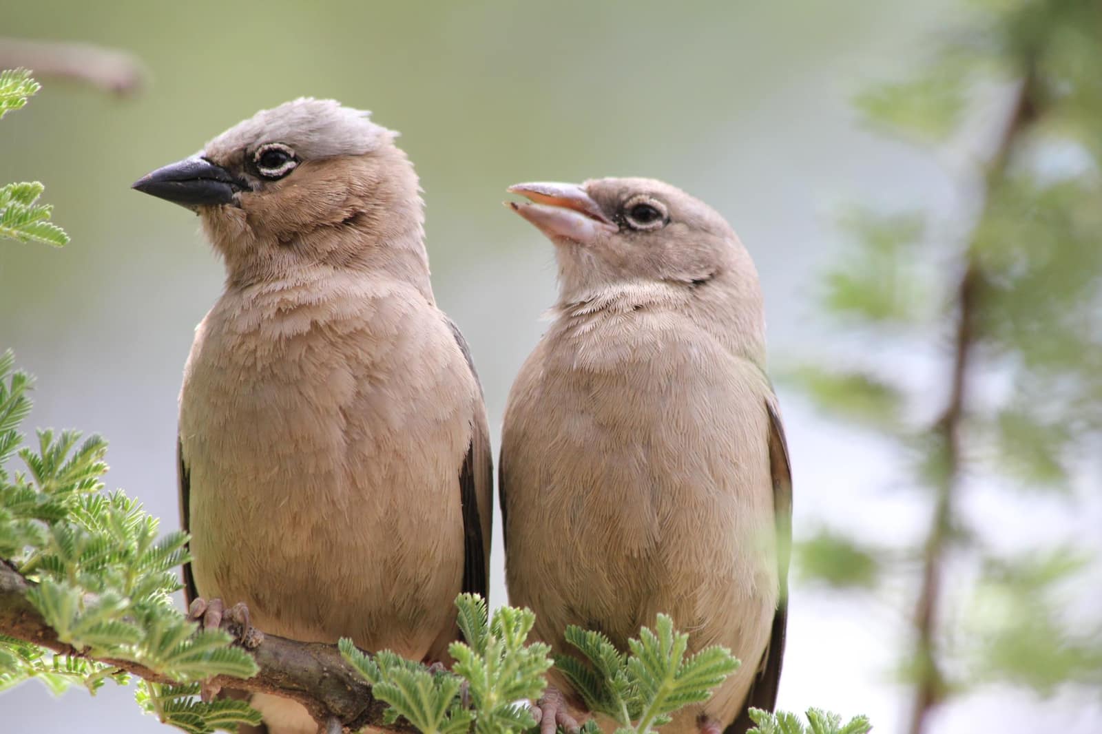 11-Day Bird Photography