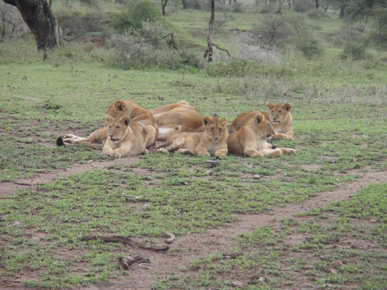 5-Day Safari + Lengai Climb