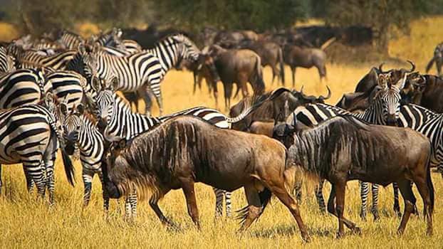 10-Day Safari + Zanzibar