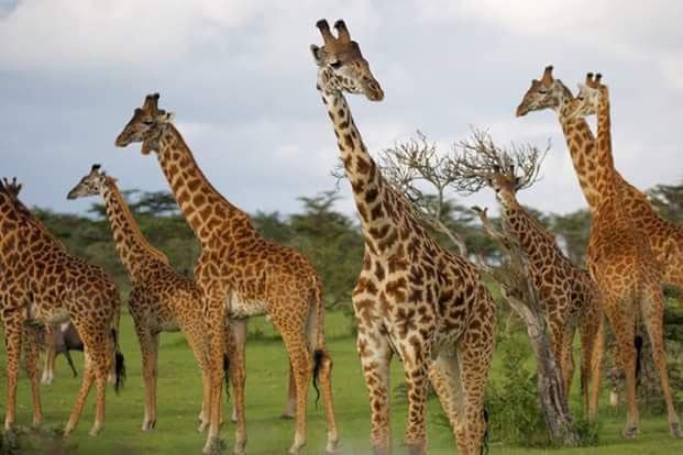 3-Day Serengeti Fly-in