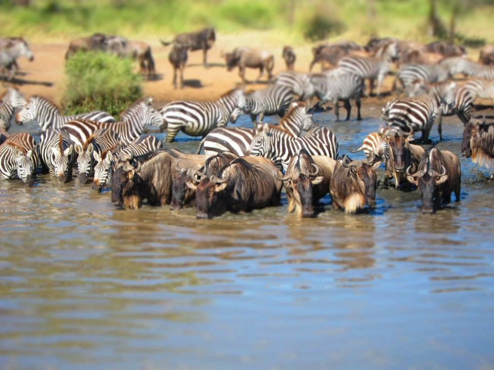 6-Day Calving Safari