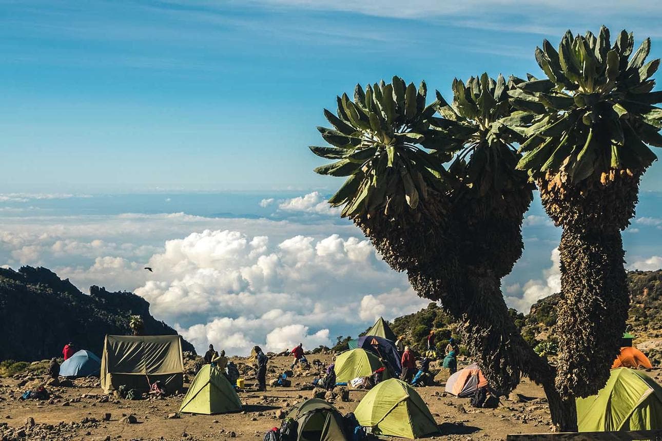 Giant groundsels above the clouds at Barranco Camp