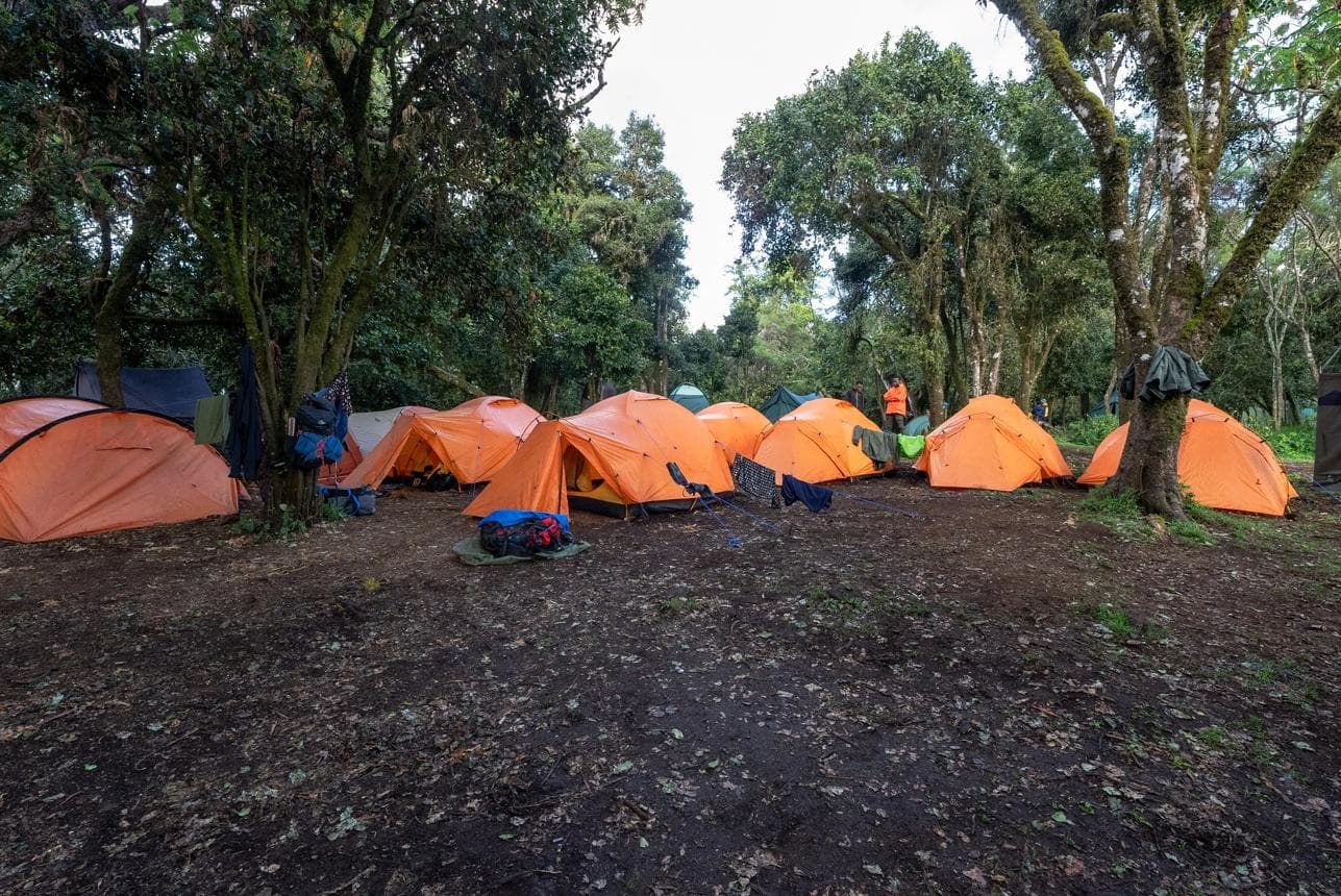 Orange tents pitched among the trees at a forest camp