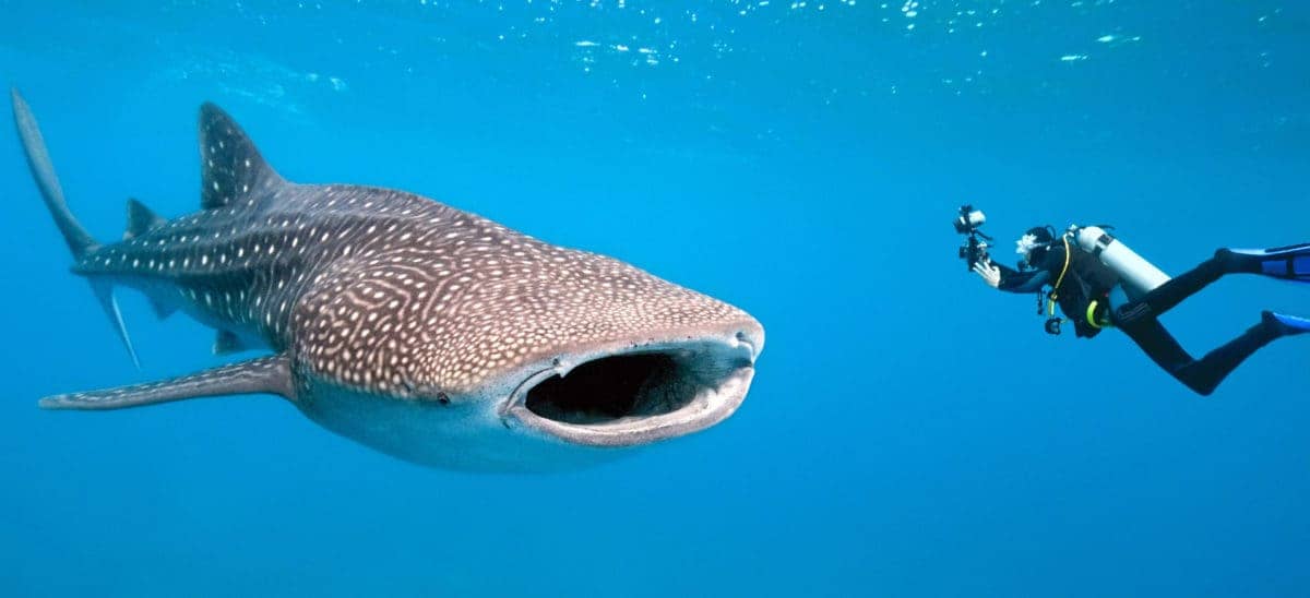 A diver alongside a whale shark in the clear water off Zanzibar